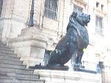 Lion mairie Oran